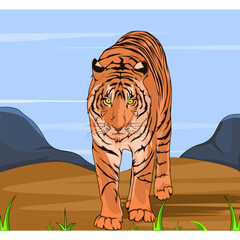 tiger is walking staring ahead in the wild