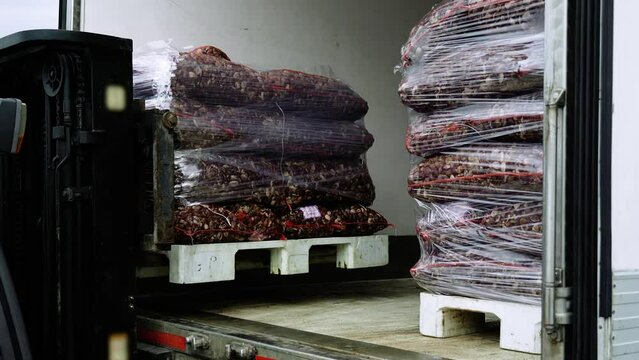 Powerful forklift loader puts pallet with pile of large mesh bags packed with fasolari molluscs into workbody of lorry closeup