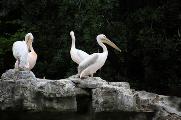 A view of some Pelicans on a rock in London