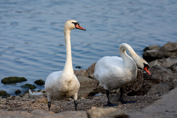 Swans on the shore