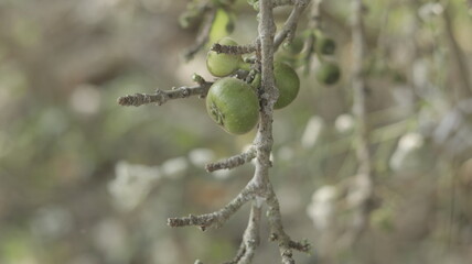 Ficus carica (racemosa) bokeh background 