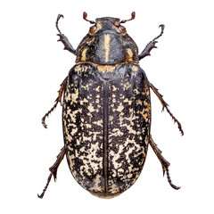 Pine chafer beetle