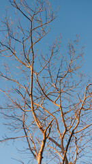 Obraz premium Ramas de árbol sin hojas en invierno