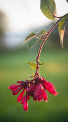 Flores fucsia colgando en rama de arbusto en jardín