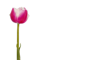 Fototapeta premium pink tulip isolated on white