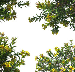 Dwarf Allamanda, Golden Trumpet Shrub Compacta, Allamanda schottii, light for daylight, easy to use, 3d render, isolated