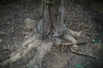 Tree bark and root texture and moss 