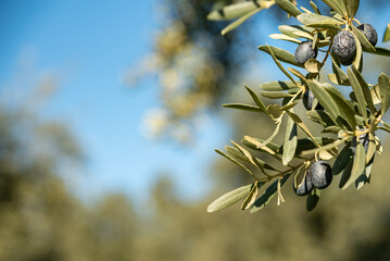 Olive oil trees full of olives.olive harvest , traditional olive farming concept
