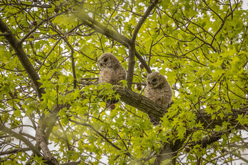 Curious Barred Owlets watch from the tree branches