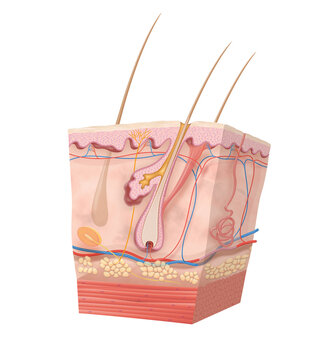 Diagram of human skin structure
