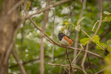Male Eastern Towhee perched on a tree branch
