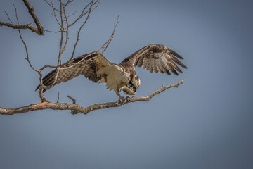 Male Osprey wrestles with a fish he caught in the Potomac River