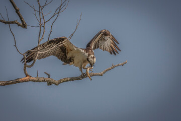 Male Osprey wrestles with a fish he caught in the Potomac River