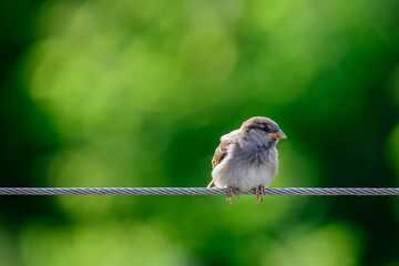 Der kleine Spatz
