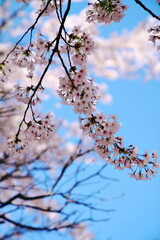春の青い空と淡い桜