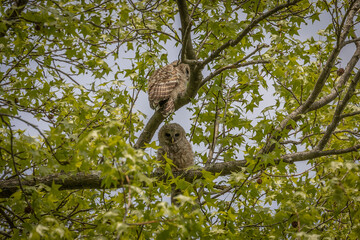 Curious Barred Owlets hiding in the tree canopy