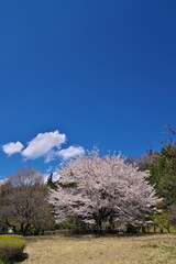 春の長閑な広場