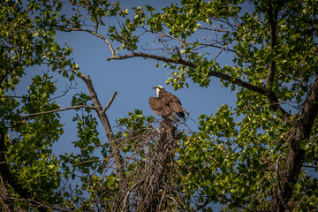 Female Osprey waits for her mate