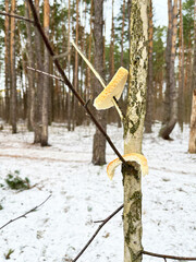 photo a piece of bread on a tree branch