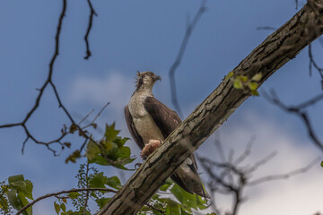 Male Osprey with a fish on a tree branch