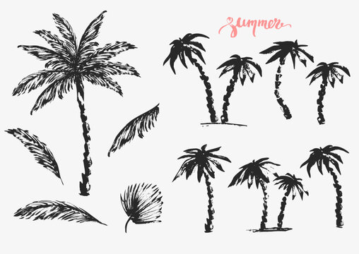 Hand drawn palm trees and leaves black ink sketch set.