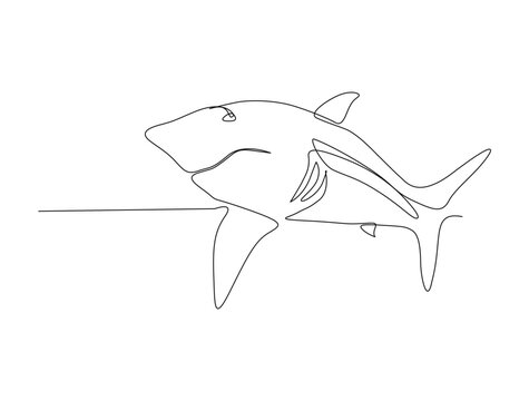 recommend clip art: Continuous one line drawing of shark fish. Simple illustration of saltwater fish line art vector illustration