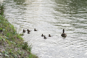 Mother duck with babies in a pond