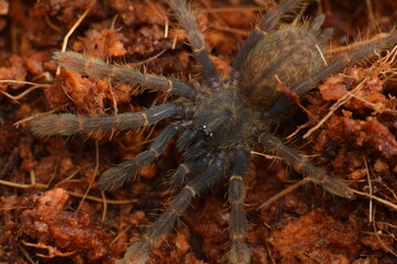 Encyocratella olivacea ptasznik z Afryki, wylkan Meru