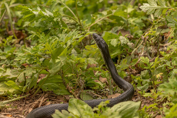 Black Rat Snake pauses on his way through the uderbrush