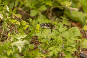 Black Rat Snake peeks over some leaves