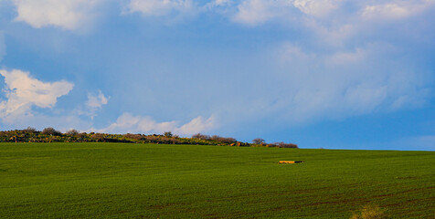 Fototapeta na wymiar umm qais - irbid, jordan 06- Feb- 2023 - green wheat field with a cloudy blue sky at spring