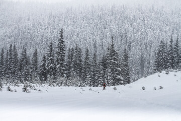 A ski tourist goes to a snowy spruce forest