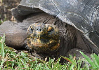 Giant Tortoise head, Galapagos