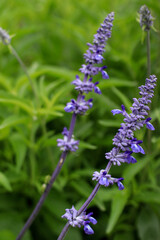 flowers in the field