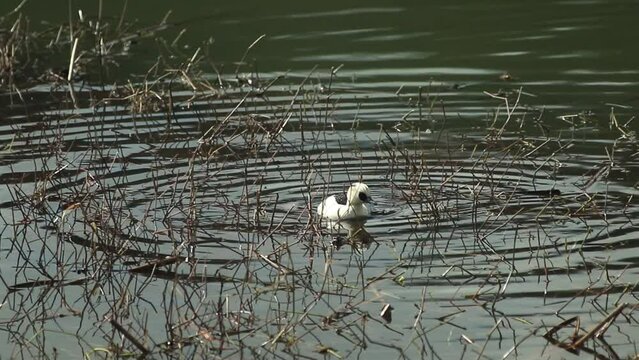 滋賀県長浜市の西池を泳ぐミコアイサの雄鳥