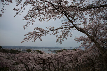 Cherry blossom festival in Japan