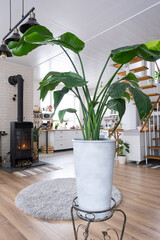 Strelitzia nicolai close-up in the interior on the stand. Houseplant Growing and caring for indoor plant, green home in scandinavian loft style with metal stove fireplace with hot fire