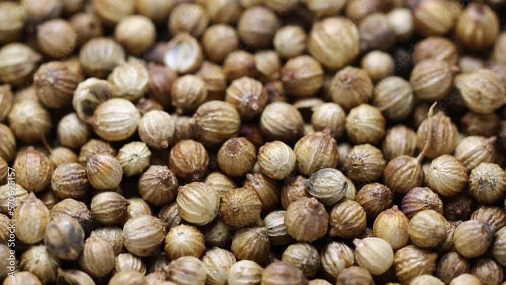 Poster natural dried coriander in peas rotates in a circle. side view