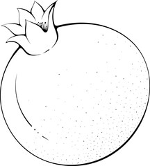 Whole pomegranate. Vector illustration in hand drawn sketch doodle style. Line art botanical natural ingredient for fresh juice isolated on white. Close up fruit. Coloring book page