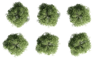 set of trees rendered from the top view, 3D illustration, for digital composition, illustration, 2D plans, architecture visualization © ANDRIBENKY