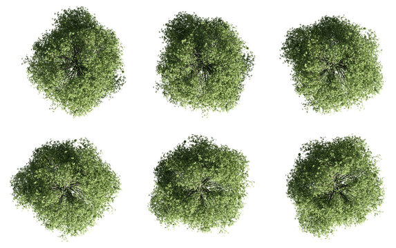 set of trees rendered from the top view, 3D illustration, for digital composition, illustration, 2D plans, architecture visualization
