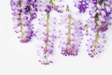 Wisteria Flower Background - Vibrant purple wisteria blooms against a crisp white backdrop -...