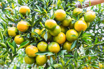 The Oranges growing on tree, North, Thailand.