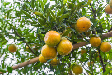 The Oranges growing on tree, North, Thailand.