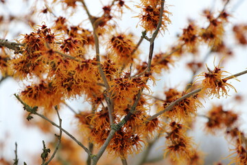 Zaubernuss im Winter (Hamamelis)