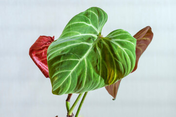 A very rare red-backed Philodendron verrucosum plant labeled as Philodendron verrucosum 'Choco Red...