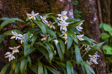 Coelogyne nitida(Wall. Mss.)Lindl., Beautiful rare wild orchids in tropical forest of Thailand.