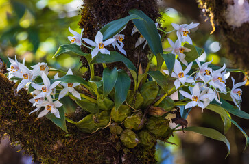 Coelogyne nitida(Wall. Mss.)Lindl., Beautiful rare wild orchids in tropical forest of Thailand.