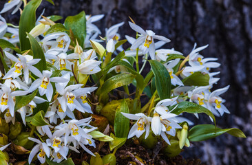 Coelogyne nitida(Wall. Mss.)Lindl., Beautiful rare wild orchids in tropical forest of Thailand.