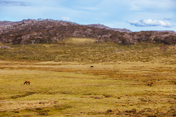Obraz premium Snowy Mountains View on Cascade Hut Trail in Australia